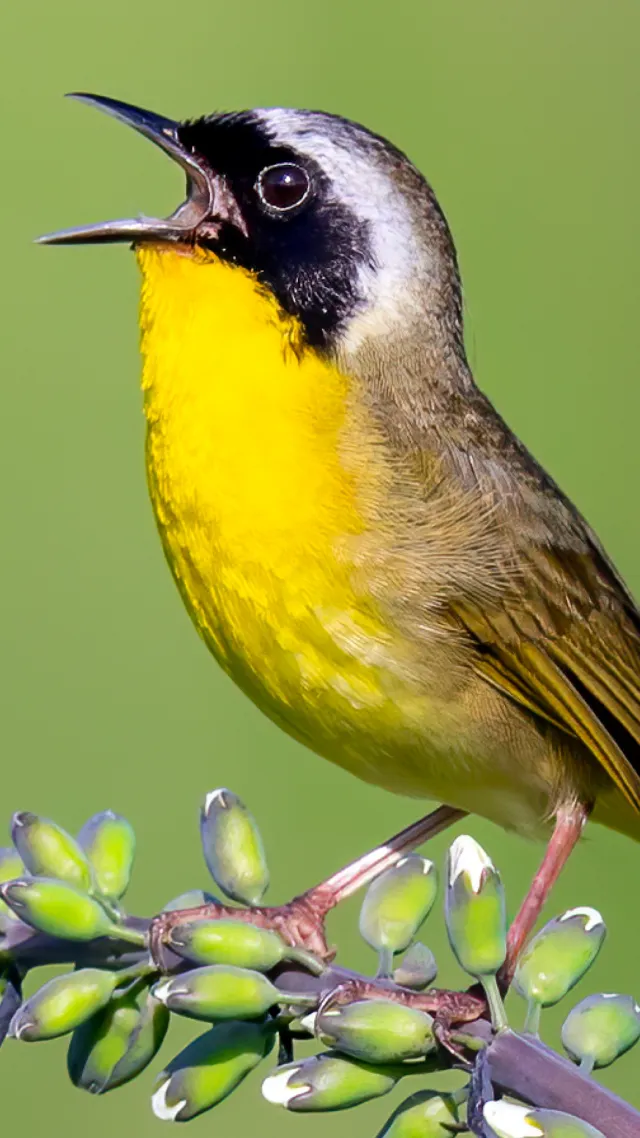 Merlin Bird ID by Cornell Lab - Screen 2