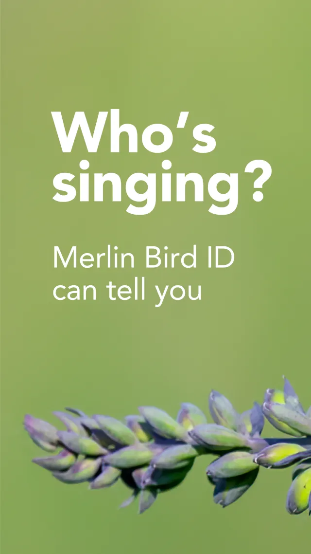 Merlin Bird ID by Cornell Lab - Screen 1