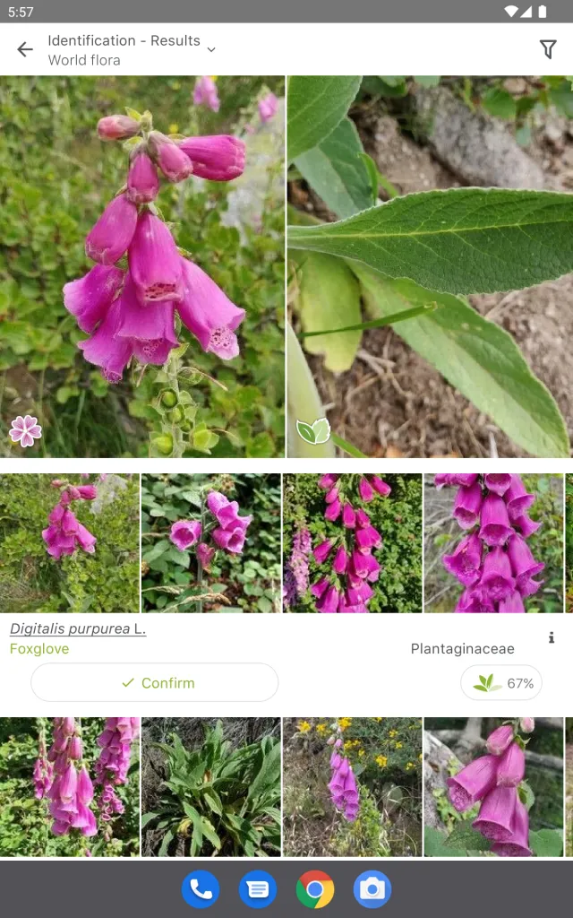 PlantNet Plant Identification - Screen 6