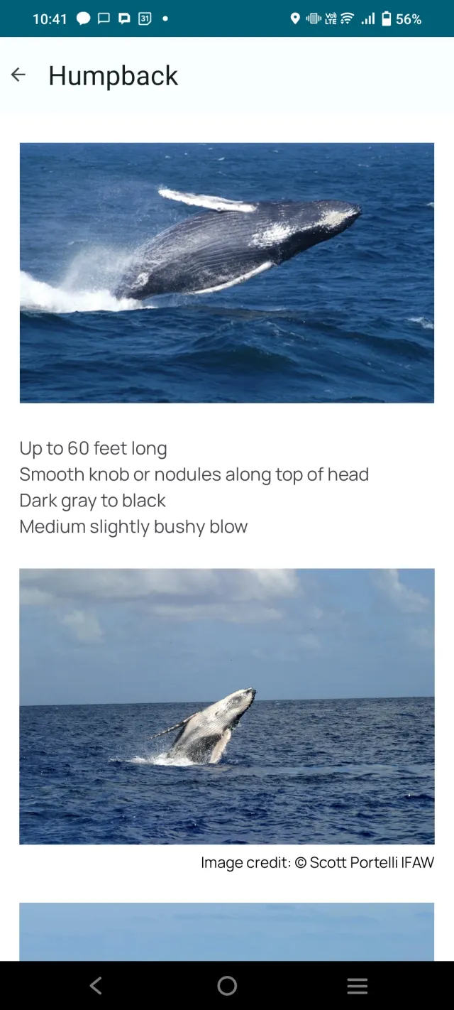 Whale Alert - Screen 2