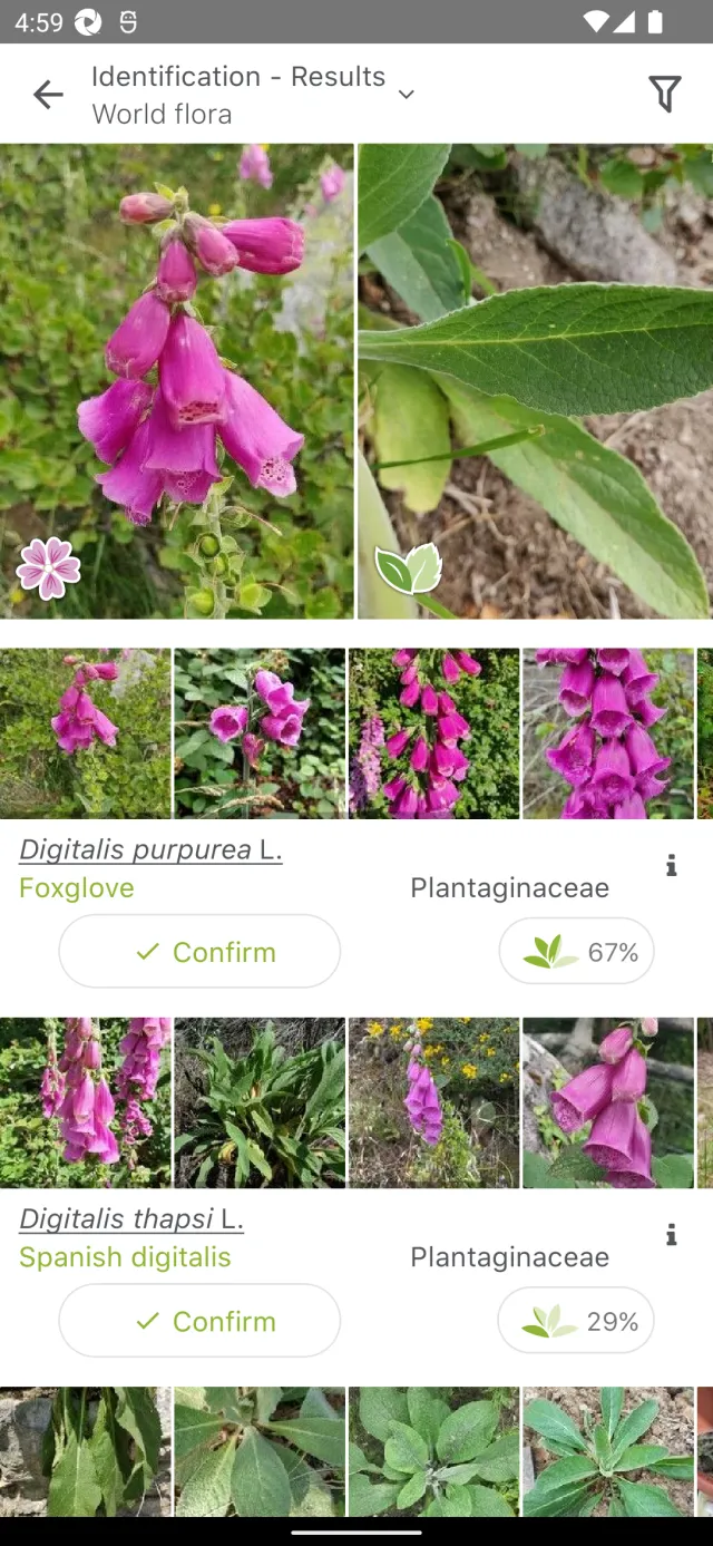 PlantNet Plant Identification - Screen 2