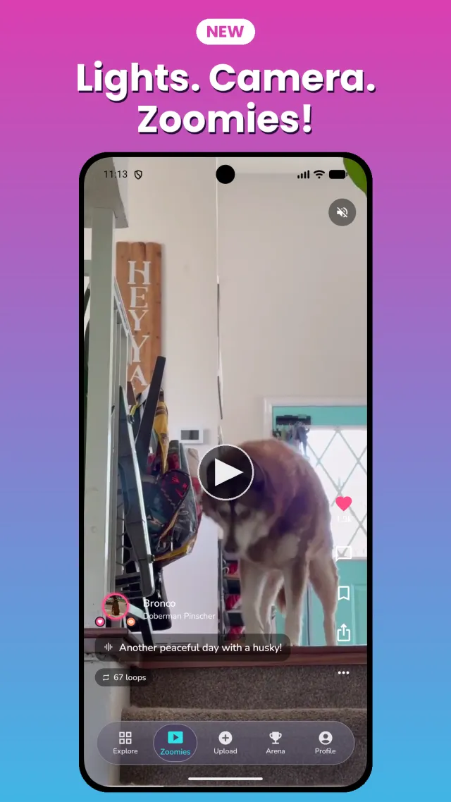 Only Floofs: Make Pets Famous - Screen 1