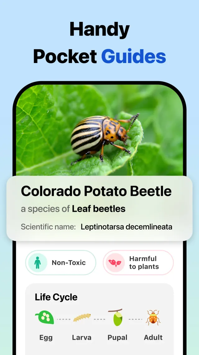 Picture Insect: Bug Identifier - Screen 5